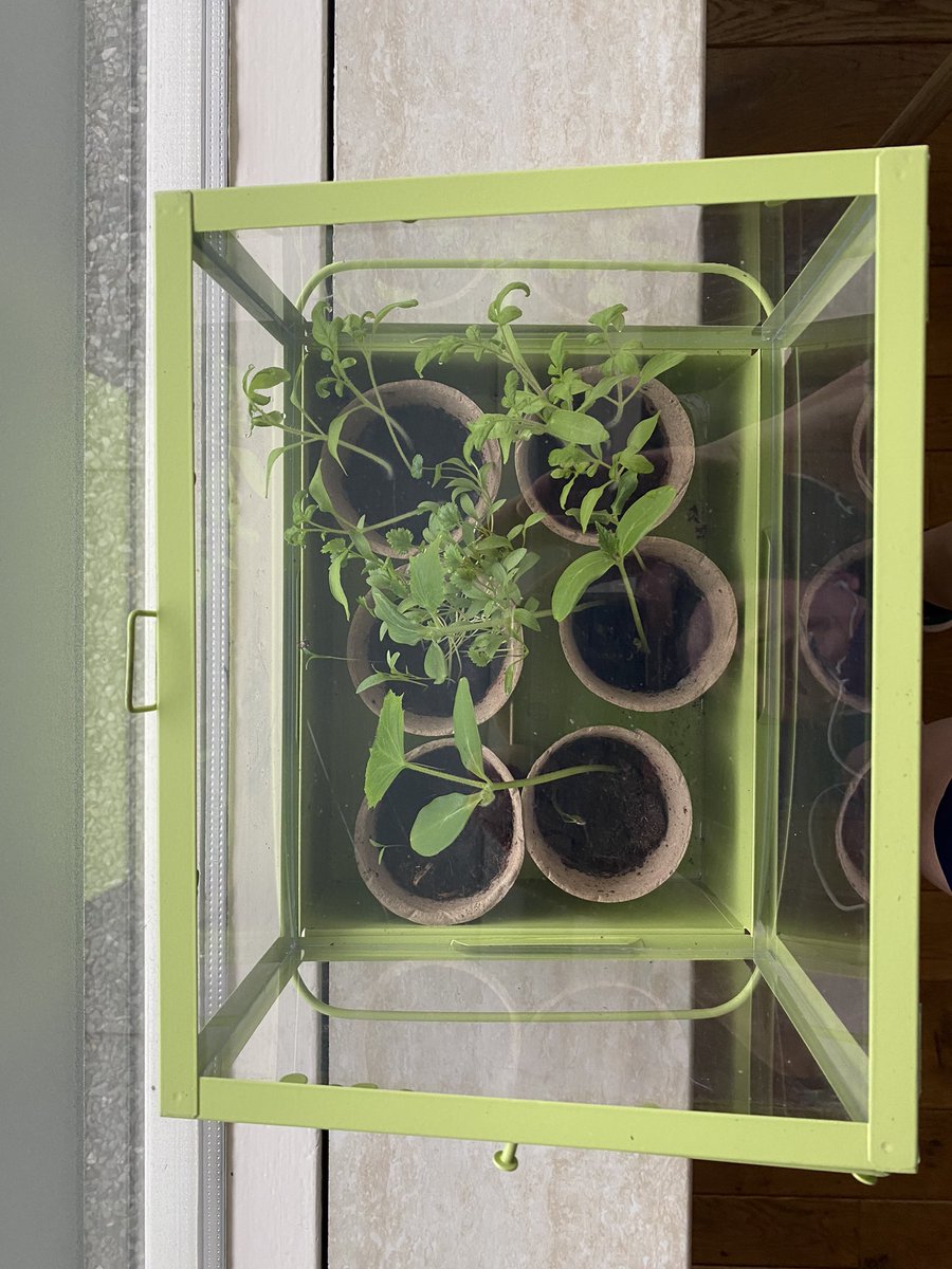 Moestuin-in-the-making … #maaitiid