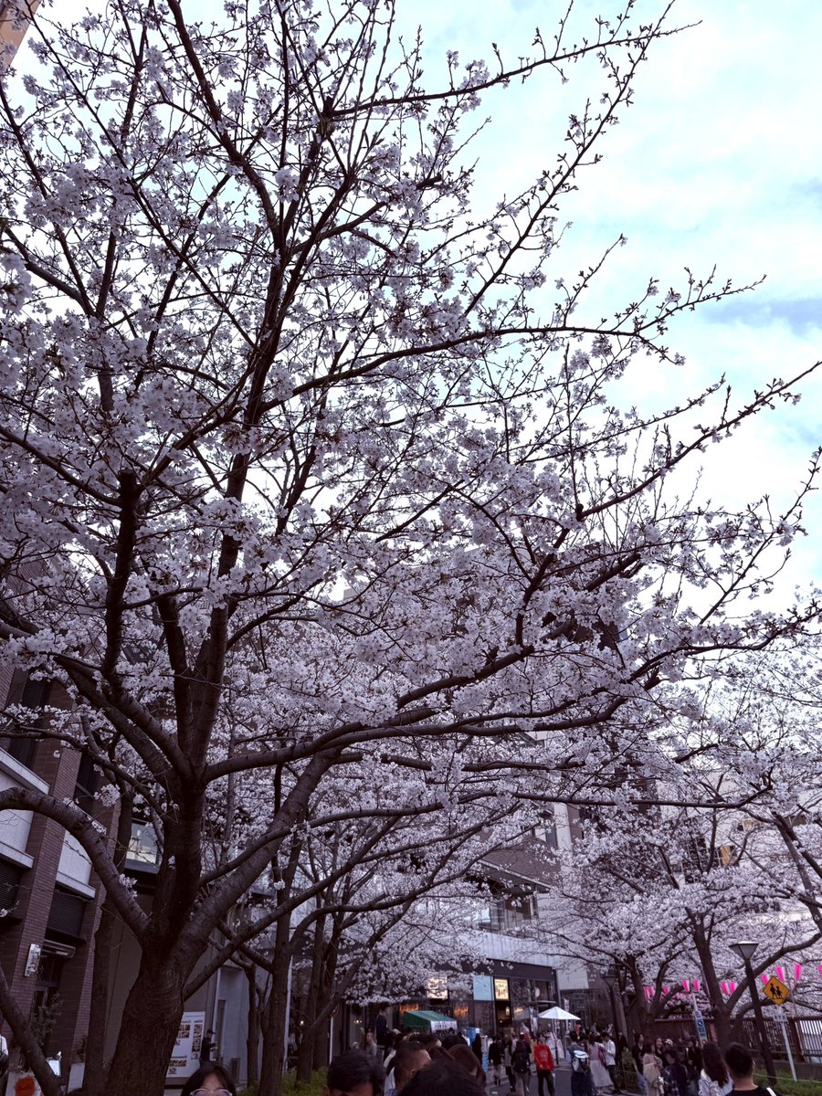 thattoriiii's tweet photo. 午後から #目黒川
#桜 満開はあと数日
今日も綺麗でした

毎年見に行っているけど、木の下にロープ、橋で写真を撮らないようにロープ、お花見は20時迄などマナー注意喚起が増えてました。綺麗な花は綺麗な気持ちで見ないとね
#SIDEWALK COFFEEでアイスコーヒーを
#福砂屋 でカステラ購入
幸せ気分✨ https://t.co/cf3teVPhUi