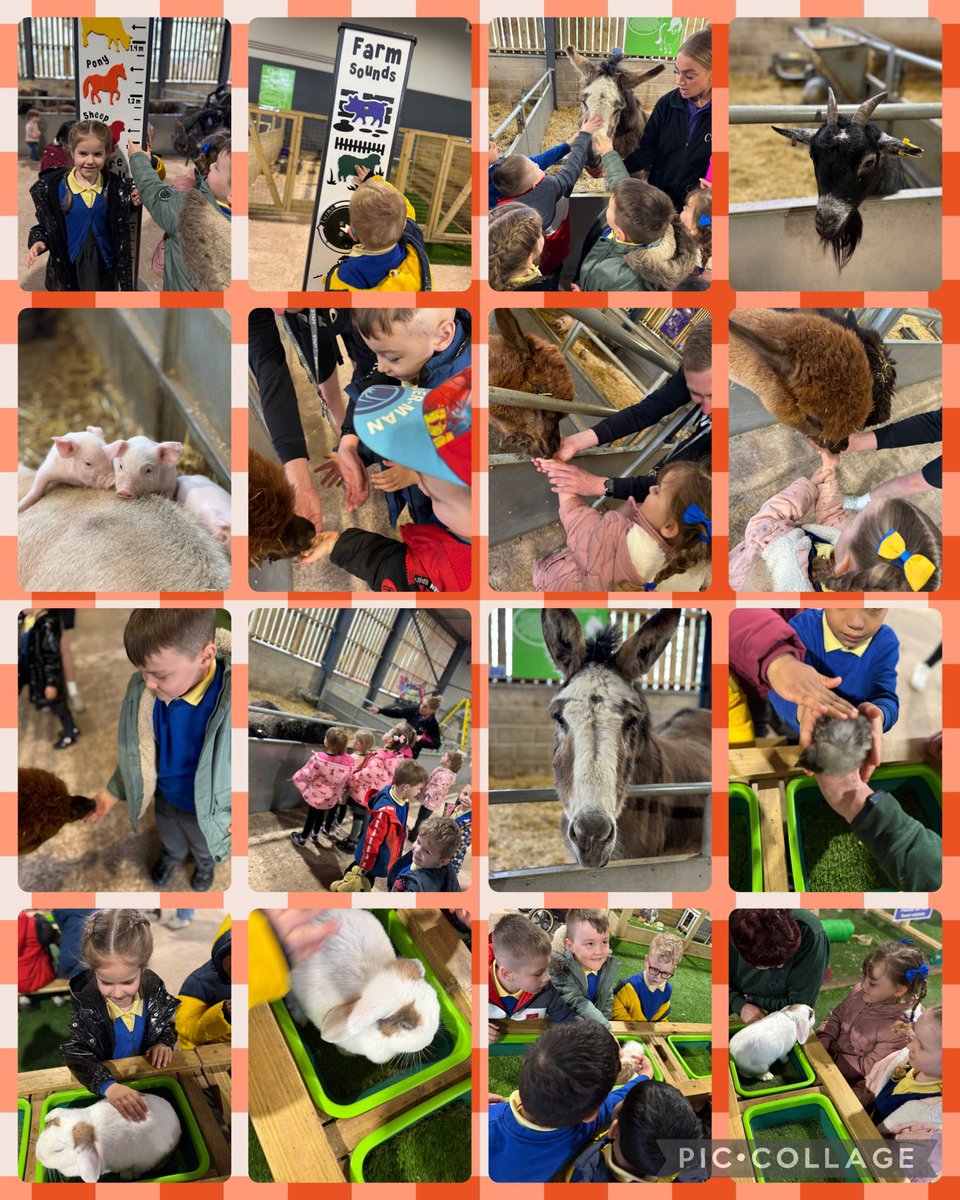 Mrs Farr & Dosbarth Melyn tweet media