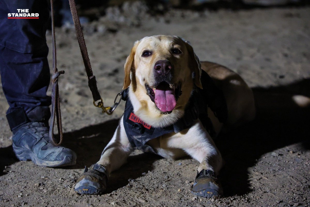 Honeyy_bee711's tweet image. ต้าวน้องงง... 🤏🐶
อากาศร้อน จิบน้ำบ่อยๆน๊าา

 #เเผ่นดินไหว #สุนัขK9