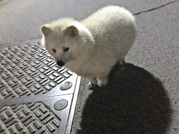 moolchoofwater's tweet image. 얘강아지같지..근대 너구리래..흰너구리..넘기여움…