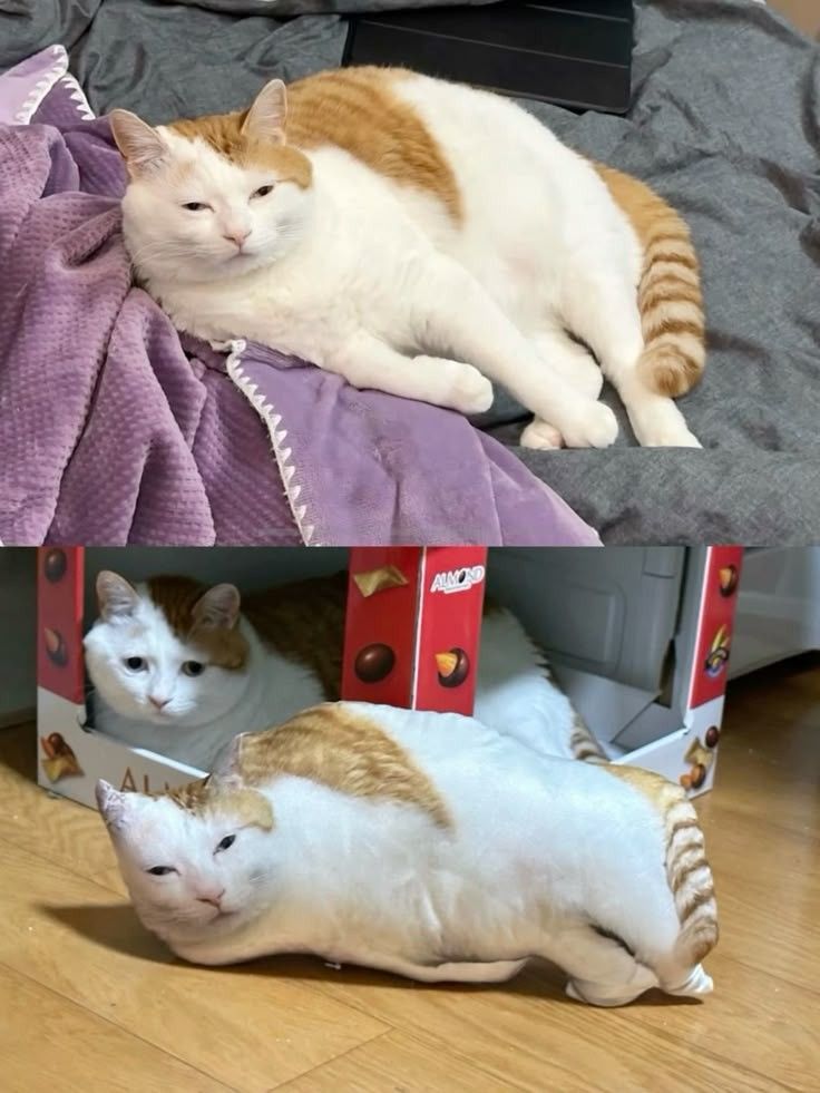 Posts Of Cats (@postsofcats) on Twitter photo 