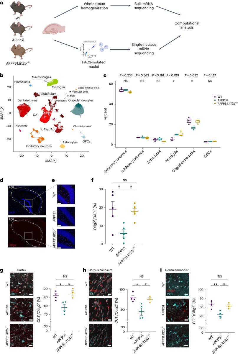 John Lukens (@lukensjohnr) on Twitter photo Interleukin-12 signaling drives Alzheimerās disease pathology through disrupting neuronal and oligodendrocyte homeostasis <a href="/NatureAging/">Nature Aging</a>
nature.com/articles/s4358⦠Interleukin-12 signaling drives Alzheimerās disease pathology through disrupting neuronal and oligodendrocyte homeostasis <a href="/NatureAging/">Nature Aging</a>
nature.com/articles/s4358ā¦