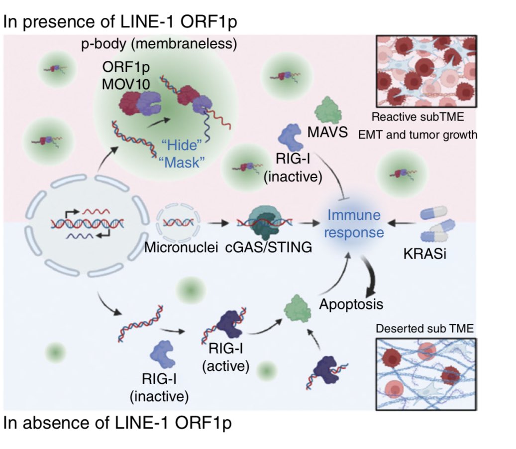 Anirban Maitra (@aiims1742) on Twitter photo Final version of <a href="/davetingmgh/">David Ting</a> <a href="/bengrbm/">Benjamin D. Greenbaum</a> <a href="/CD_AACR/">Cancer Discovery</a> paper is online. So many interesting roles attributed to the LINE-1 protein ORF1p in #PancreaticCancer recently, from a circulating biomarker to an “immune mask” protecting against tumor rejection. Final version of <a href="/davetingmgh/">David Ting</a> <a href="/bengrbm/">Benjamin D. Greenbaum</a> <a href="/CD_AACR/">Cancer Discovery</a> paper is online. So many interesting roles attributed to the LINE-1 protein ORF1p in #PancreaticCancer recently, from a circulating biomarker to an “immune mask” protecting against tumor rejection.