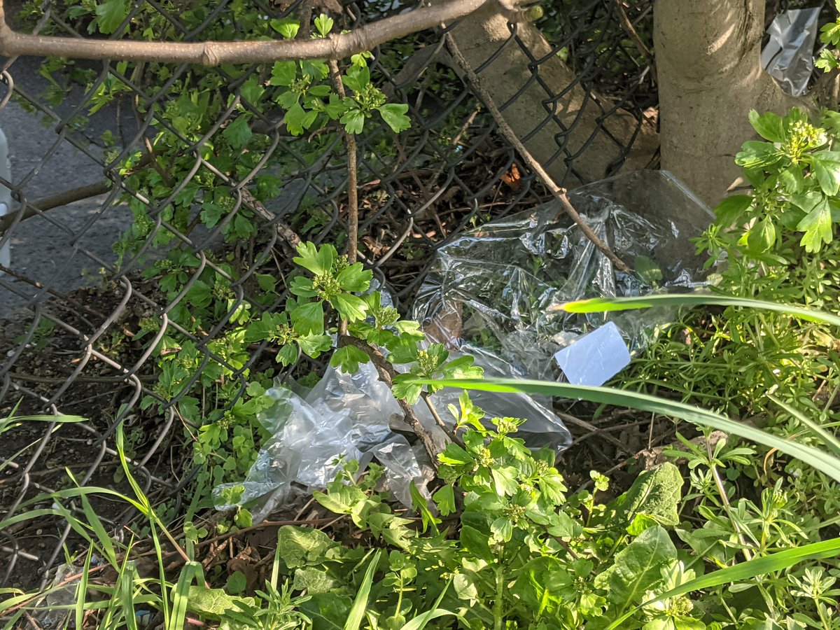 EricTorrington's tweet photo. After dropping some stuff off at the charity shop did a quick 358 #litter items between #BoxRoad & the @Shell garage. Their plastic gloves blowing the wind were a handful. Lack of bins near a retail outlet amplifies #littering here. Supporting @CamParish https://t.co/fgnVJm7EQ6