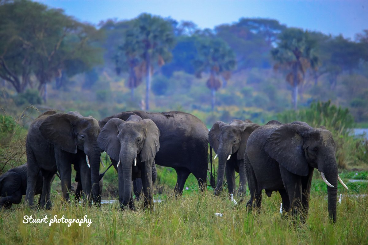 Capturing the untamed beauty of Uganda’s wildlife, where every frame tells a story of nature’s raw elegance and diversity.

#chimpanzeetrekking
#chimpanzeetracking
#gorillatrekkinginuganda
#gorillatrekkingsafari
#murchisonfallsnationalpark