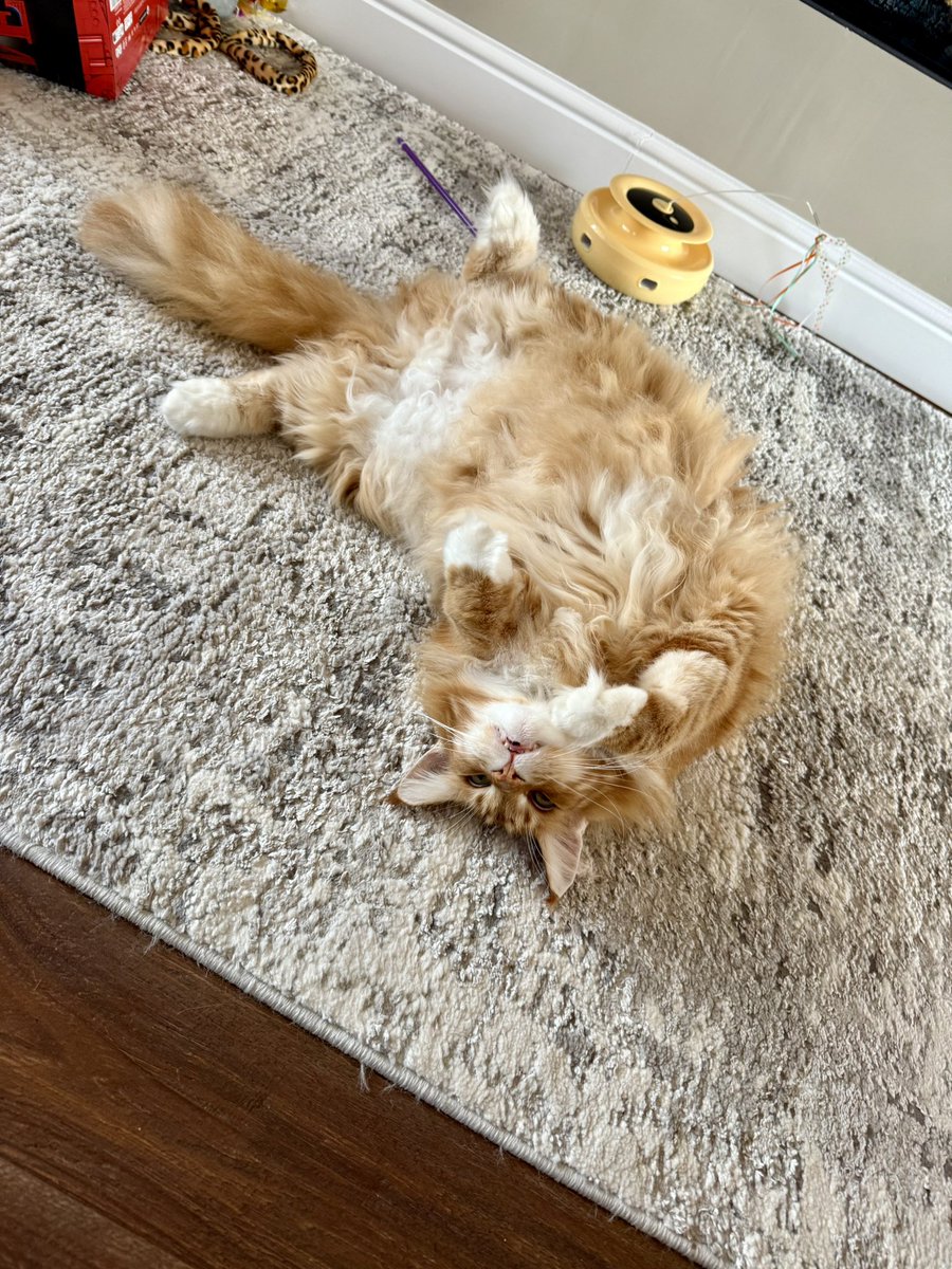 It’s #jellybellyfriday and Gizmo wants lots of tummy rubs - can you help a cat out please and thank you? 😸😸🦁🦁 #teamfloof #CatsOfTwitter