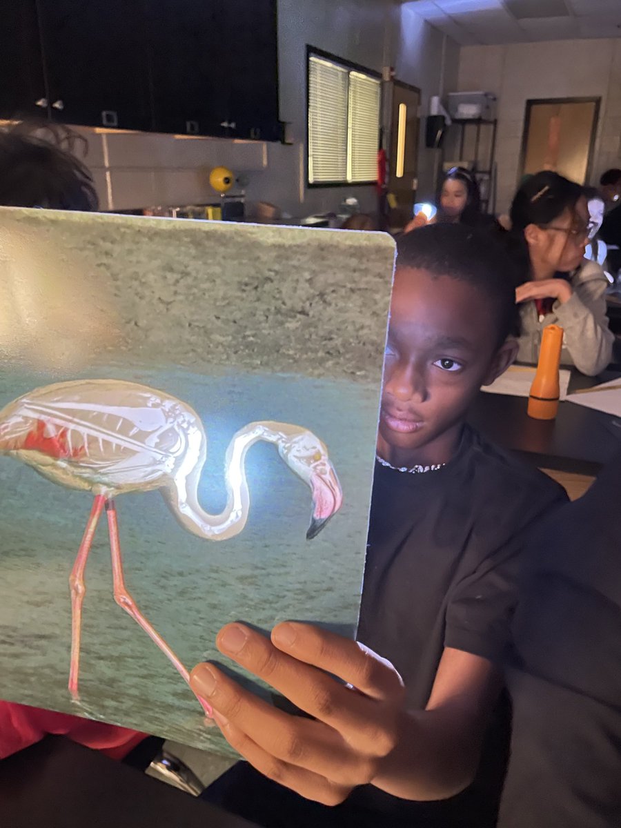 Vertebrate lessons for fifth grade in the Science Lab. #rnegreatthings ⁦<a href="/GaDOEScience/">GaDOEScience</a>⁩