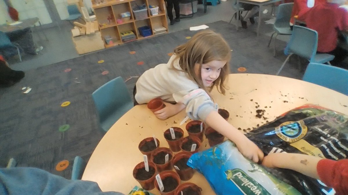 P1b: we have been learning about plants and what they need to grow. Today we planted our own sunflowers to take home and look after. How tall will they grow? #ProudtobePinkie