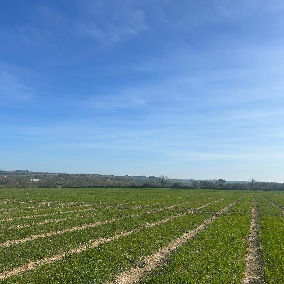 seedtechnology's tweet image. Busy week here at Seedtech! 🗓️

From bagging seed to scoring plots to sowing spring barley trials!

Also, Florence spring barley getting sown in around our spring barley trial plots yesterday.

#seedtech
