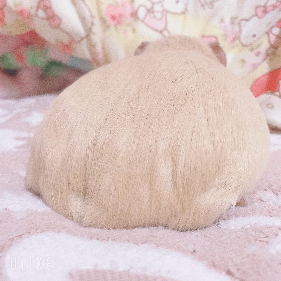 chi__ppi's tweet image. セクシーきなこ💕

#モルモット