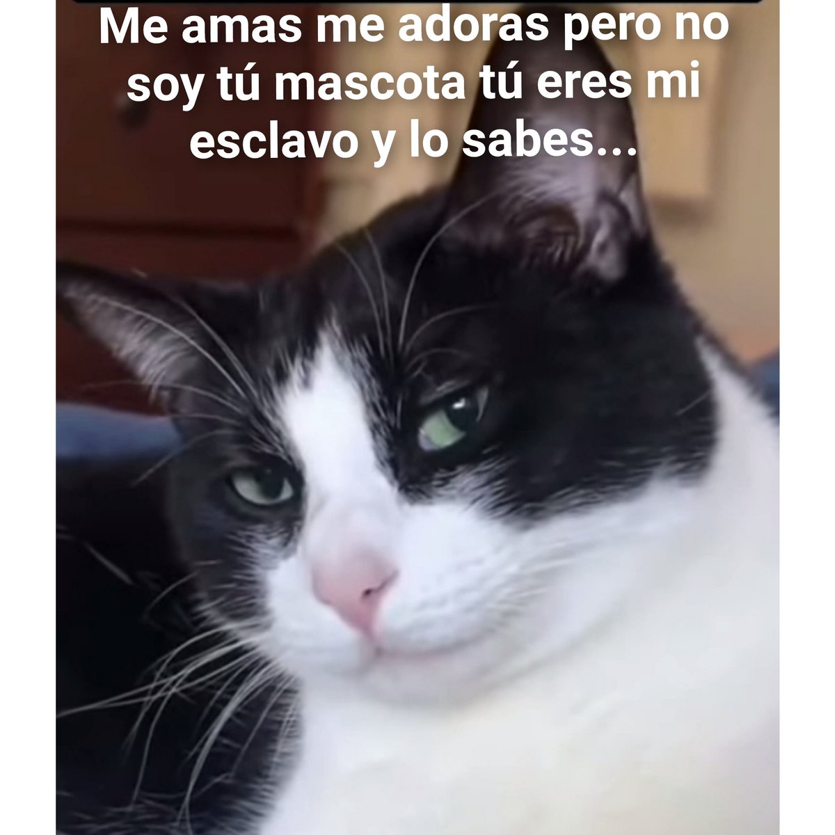cuidadoteleo's tweet image. #catsofworld #gatosdelmundo #CatsLover #amorporlosgatos #CatsOnX #GatosDeX