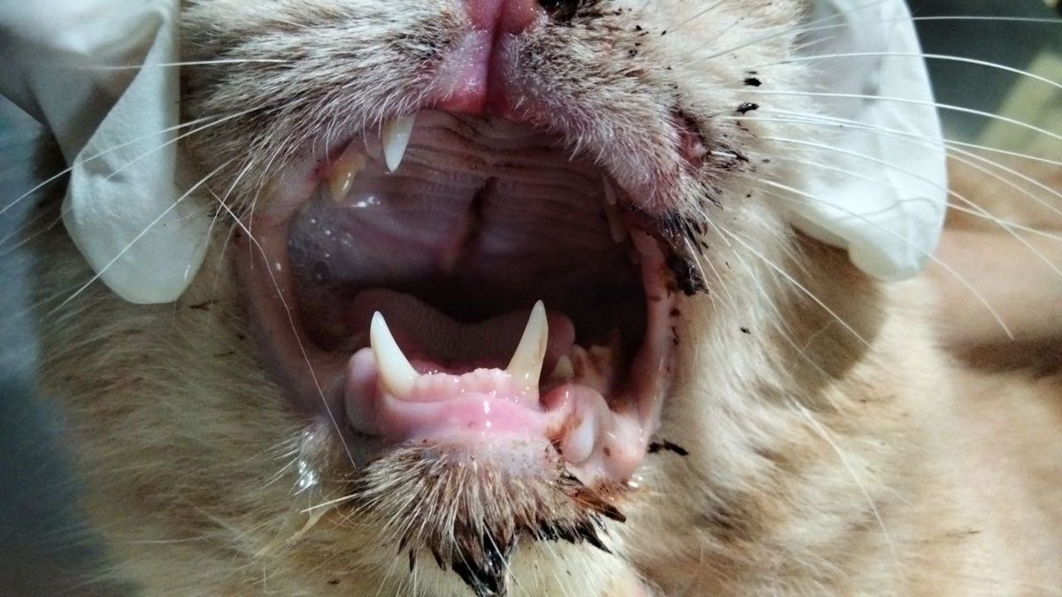 y ù n q ì tweet media