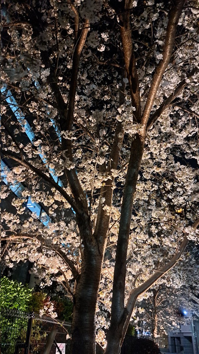 今年も桜の季節になりました。。
毎年この時期は、バタバタながらも
過去を振り返る季節。。
ところが今年はそんな暇があるなら
やることをやりましょうに。。
人は変われるいつだって。。
経験とは何にも勝る宝かな。。