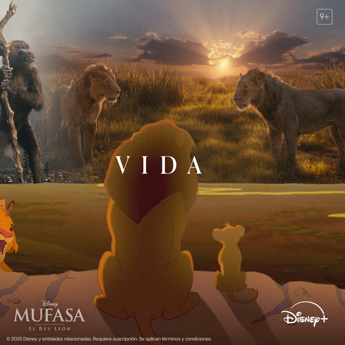 DisneyPlusES's tweet image. El ciclo de la vida nos lleva al inicio. 🦁

#Mufasa: El Rey León, ya disponible solo en #DisneyPlus.