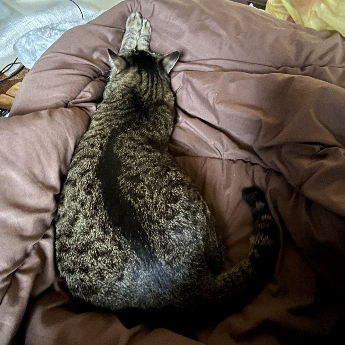 Rian_0405's tweet photo. 今日もお疲れリアンつぁん
#猫 #キジトラ #写真 https://t.co/J1IUkJas8R