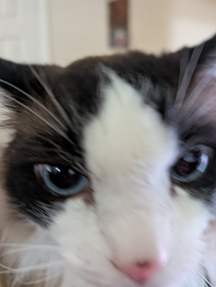 warwick 🌸 vtuber adjacent tweet media