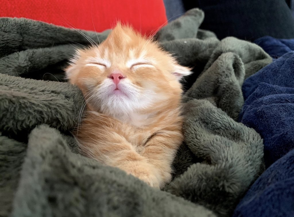 hinako_munchkin's tweet photo. 子猫の時「🧅タマネギ🧅」だった ひな子 https://t.co/LUSIjROXwu