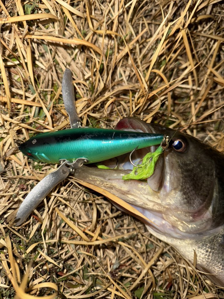 Ryu_JACKALL's tweet photo. 春開幕しました🎣
しれっとバス釣りも継続してます✨ https://t.co/ShRFeEuNai