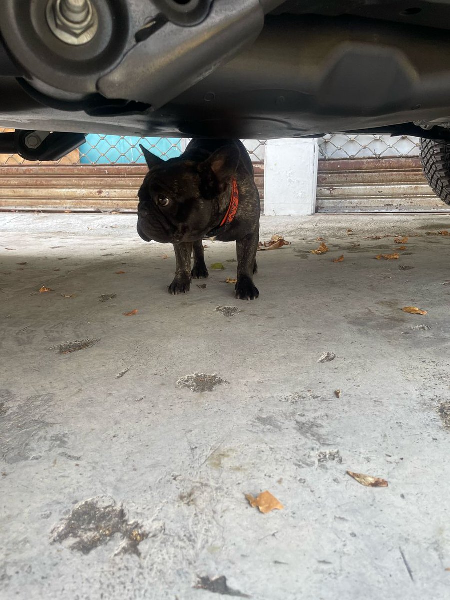Esta perrita está extraviada, cachorra Bulldog francés, collar rojo. Está bien y  a buen resguardo en La Carlota. Está buscando a su familia. <a href="/PerroUsuario/">PerroUsuario Wof '•'</a>