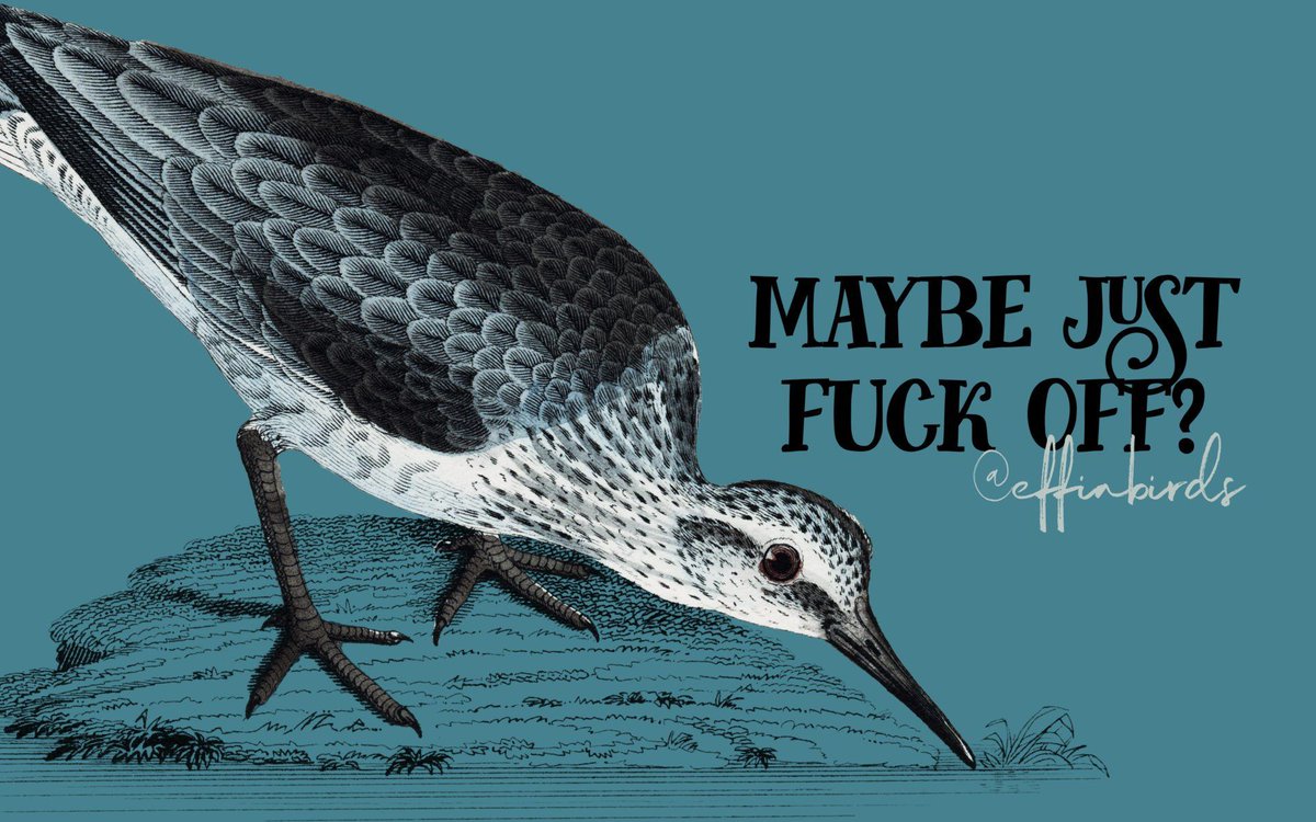 Effin' Birds (@effinbirds) on Twitter photo 