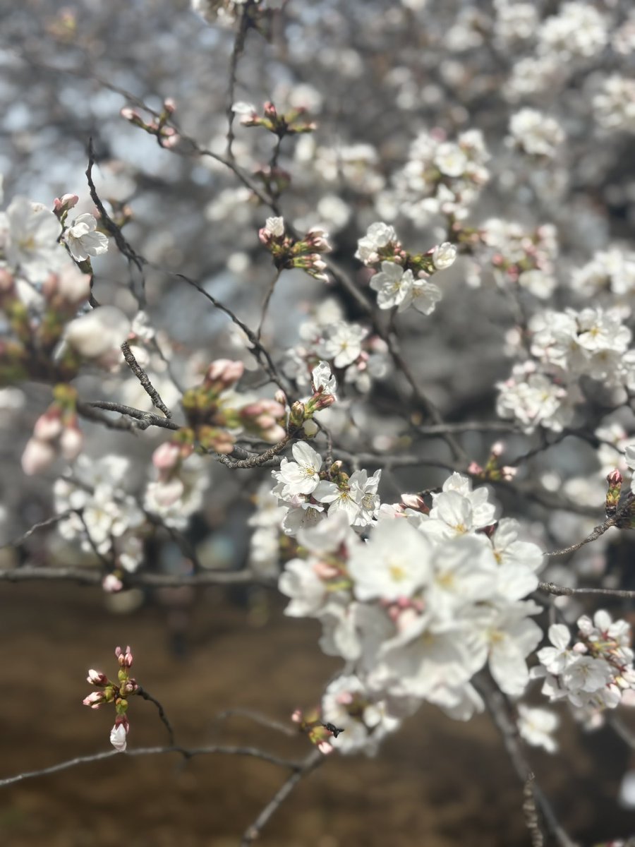 junnnnnn28's tweet photo. 今日はお花見へ🌸🌸🌸満開でも、散ってても、一見形がいびつでも、どの子も素敵なんだ🥹💗毎年美しく咲いてくれてありがとう🥰🥰 https://t.co/o1XyxqiOOc