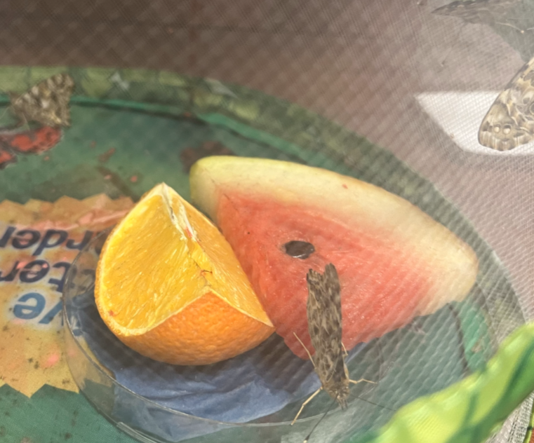 Alleyns_Science's tweet photo. Butterflies in @AlleynsSchool Science Department about to be released for the Easter Holidays. #AlleynsSTEM #AlleynsScience https://t.co/3nklZtGDrJ