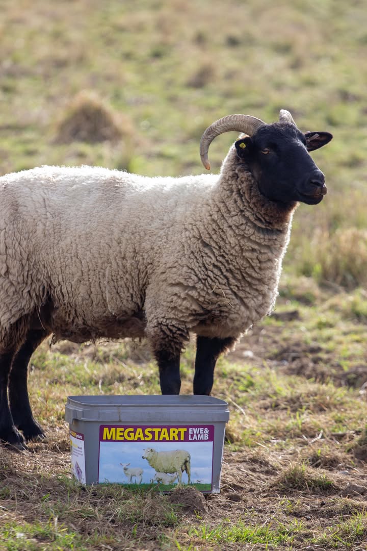 Scotmin Nutrition tweet media