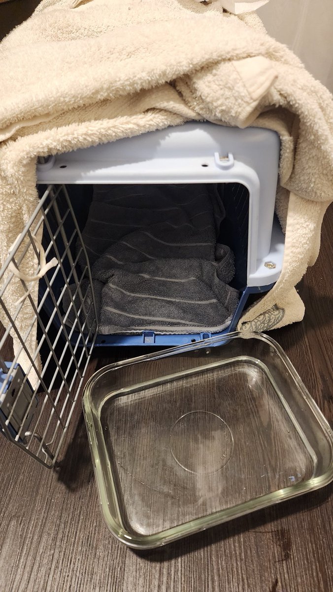 Part 17
Then I notice mom also sneeze, and closely hear the kitten breath a bit sound.. so I came to conclusion that mybe got URI(flu), I rush search how to help it, and I found that steam is good , so I make steam crate for him.. that I learned in yt..