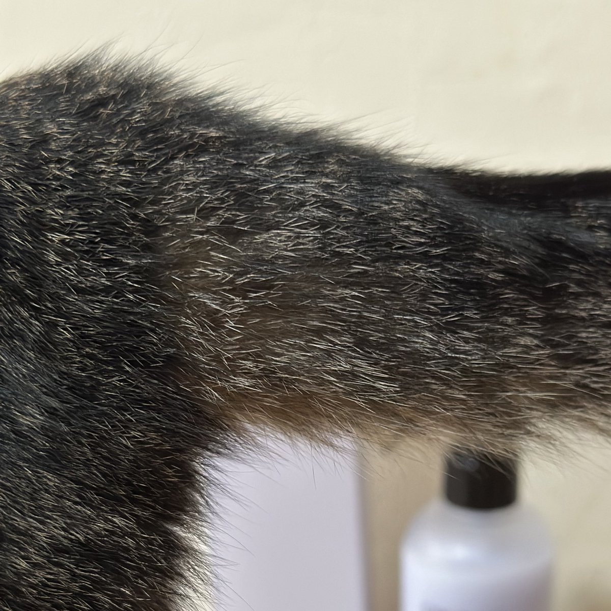 noka__010's tweet photo. 写真撮らせてくれない🐱 https://t.co/DmK5mJtYgh