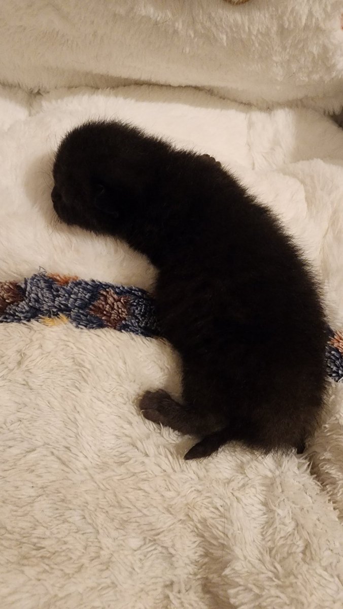 Part 20
And this is the latest pic of him just now.. to be honest I really lost hope in everything, but I do everything I can to help the last one.. no sleep is nothing if he can growing up.. please please help me to wish him healthy and grow up please..