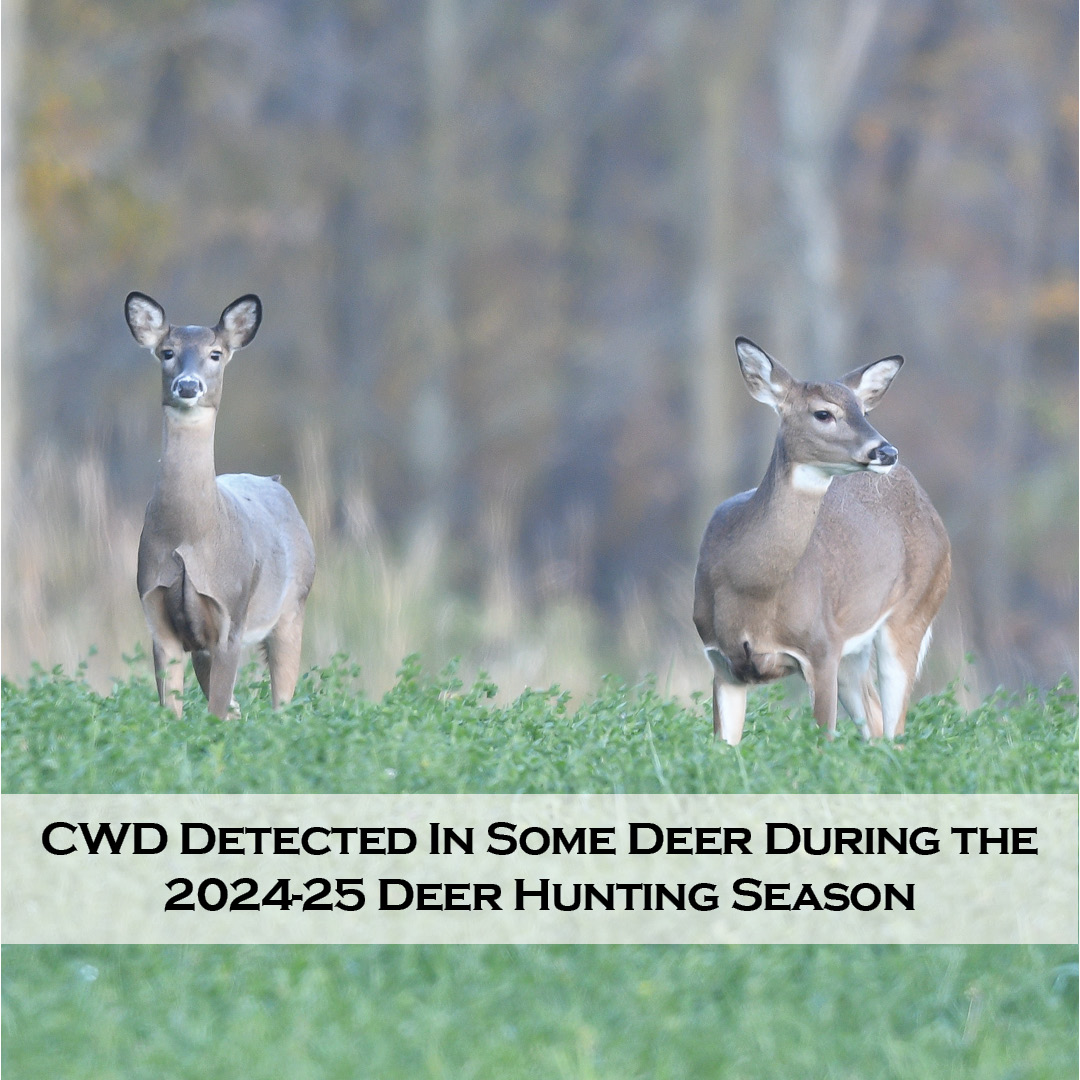 NEWS: 24 white-tailed deer taken during the 2024-25 hunting season tested positive for Chronic Wasting Disease (CWD). A total of 5,783 deer were tested. 
ow.ly/bzIE50VpKSu
