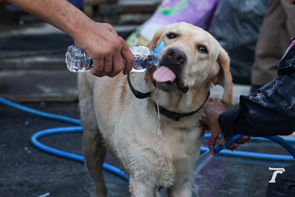 ทีมสุนัขตำรวจ และทีมสุนัขกู้ภัย UNITED SAR K9 ลงพื้นที่ 
หวังทุกคนยังคงปลอดภัย

จากตัวเลขล่าสุดมีผู้ที่ยังคงสูญหายจำนวน 117 คน

#ตึกถล่ม #แผ่นดินไหว #Aftershock #earthquake #แผ่นดินไหวประเทศไทย