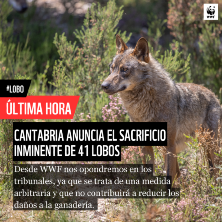 WWFespana's tweet image. ⚠️ Cantabria condena a muerte a 41 #lobos

🐺 Una matanza indiscriminada en base a unas cifras poblacionales muy dudosas, que no solucionará los daños a la ganadería

Acudiremos a los tribunales en cuanto el plan se haga oficial 🚨

#YoDefiendoAlLobo

¡Firma!…