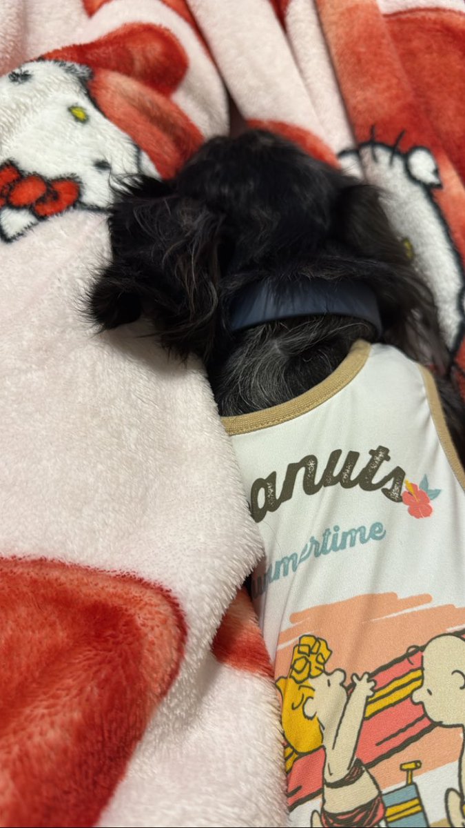 eiga_gurui's tweet photo. 自分もまだまだ不安だろうに、こうしてgood boyの写真載せてくれて、大丈夫だよって伝えようとしてくれてるんだよね🥹どうかどうか安全な場所に居ますように😌
#srchafreen
#fluffu https://t.co/4s60dhenqq