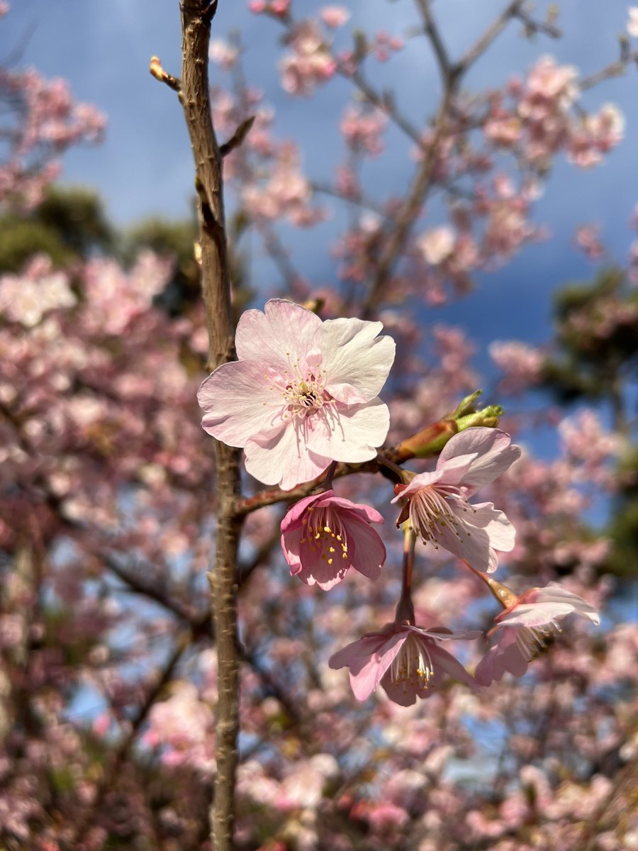 1173Sea's tweet photo. @HaruhataMichiya 先月末に行った初島は、一足先に桜が満開でした！春をイメージした春ソロ制作もいいかもですね！卒業式とかの入場で使ってもらえるような卒業ソングとか。 https://t.co/JXCFDg3qJQ
