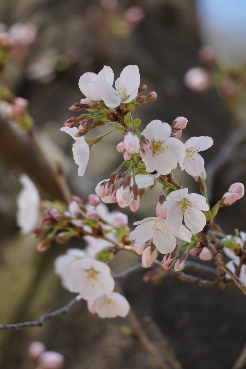やっと桜が咲きました！
お花見季節がやって来た～