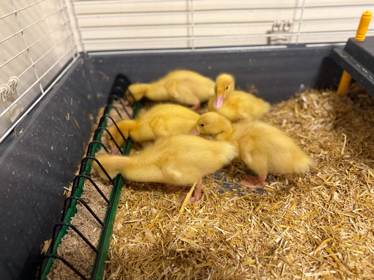 CCESchool's tweet image. As British Science Week came to a close, we bid a fond farewell to the precious ducklings that have captured our hearts. 🐥💔#BritishScienceWeek #Trinitas