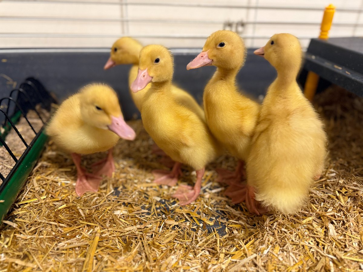 CCESchool's tweet image. As British Science Week came to a close, we bid a fond farewell to the precious ducklings that have captured our hearts. 🐥💔#BritishScienceWeek #Trinitas