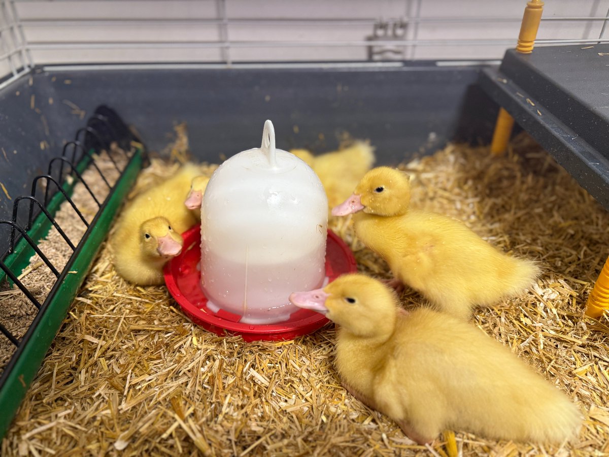 CCESchool's tweet image. As British Science Week came to a close, we bid a fond farewell to the precious ducklings that have captured our hearts. 🐥💔#BritishScienceWeek #Trinitas