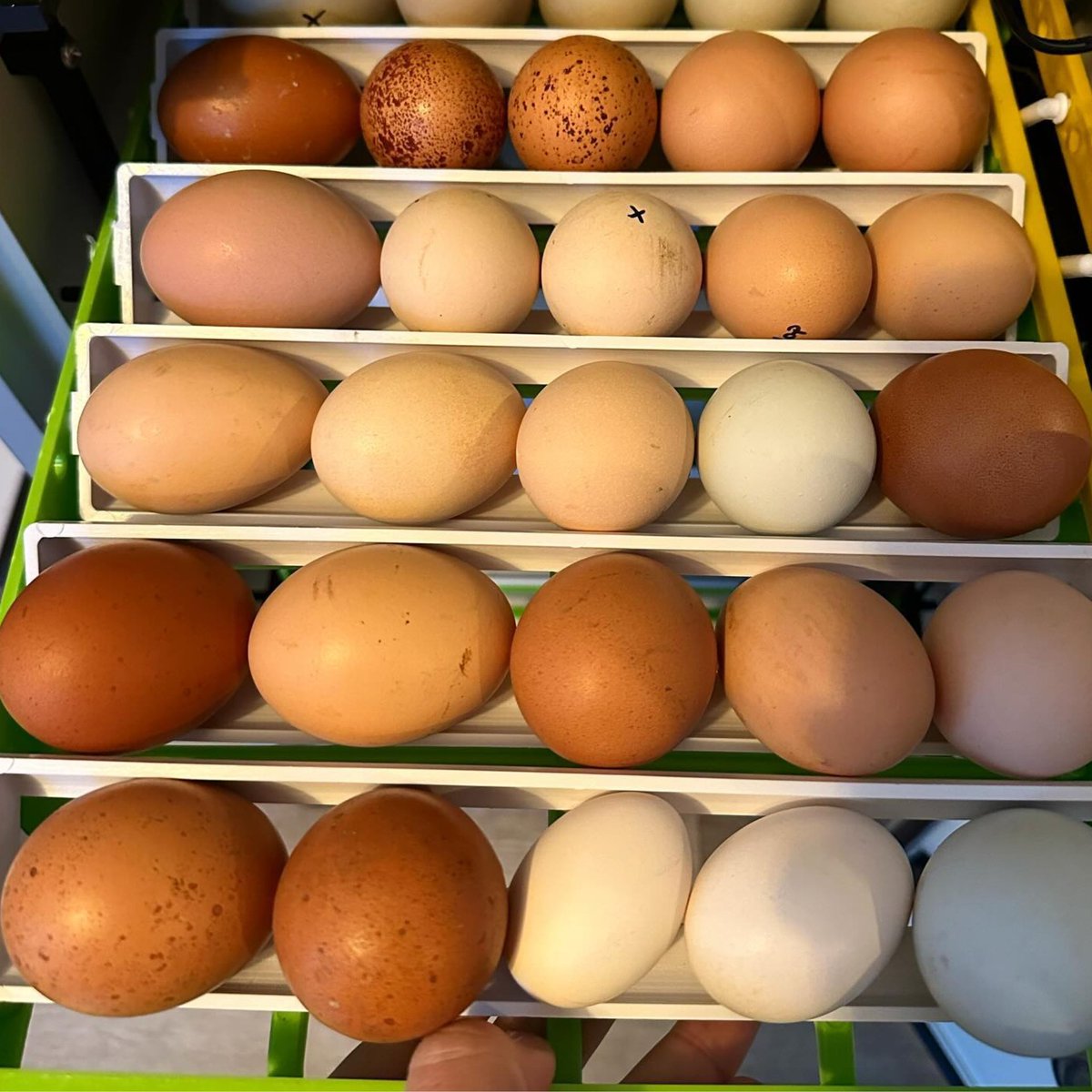 HatchingTime's tweet image. Our CT Incubators include vibration free egg turning racks, ensuring your eggs develop properly!

#HatchingTime #Cimuka #EggIncubators