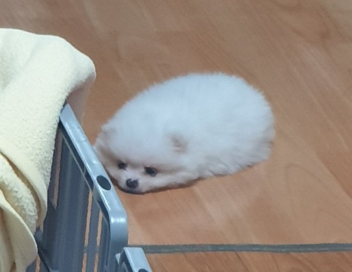 얘 1살때 옆에 앉혀놓고 몬헌 하는데 안쟈나프 포효하는거 듣고 발발떰