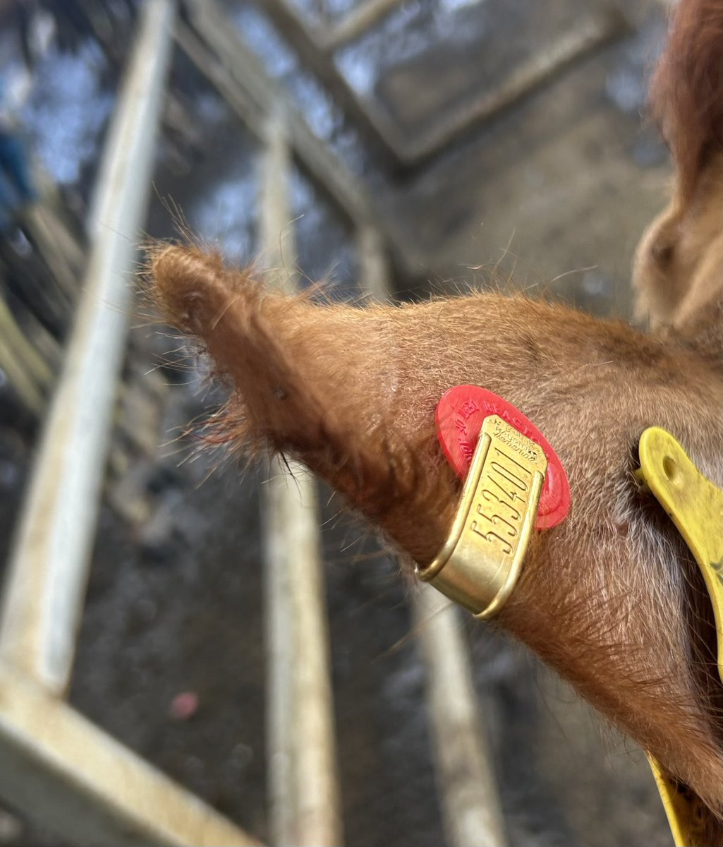 Dara Killeen tweet media