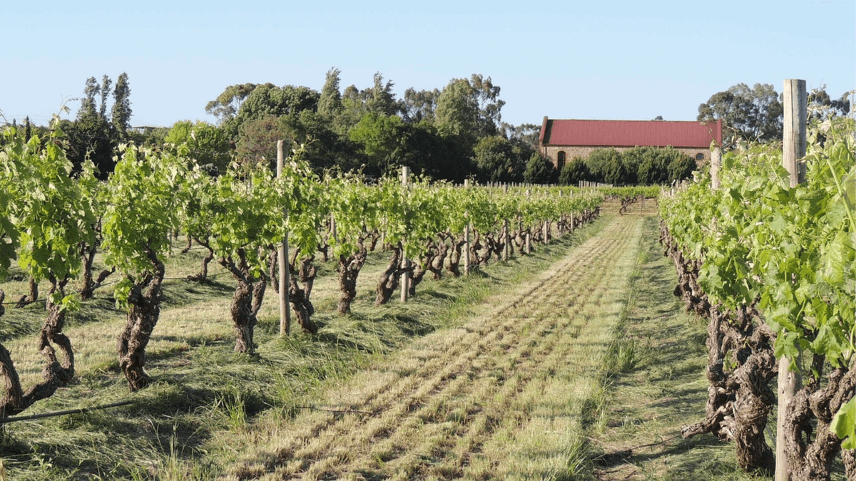 Spring #Vineyard Tip 4: Integrated Pest Management (IPM) effectively manages pests while minimizing environmental impact and ensuring #grapevine health. 🍇 Discover vineyard IPM strategies: evineyardapp.com/blog/2015/06/0…  
#SustainablePestControl