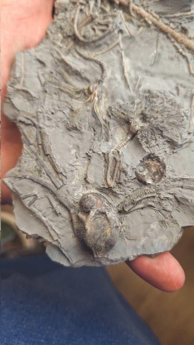 An example of a gastropod interacting with a crinoid.