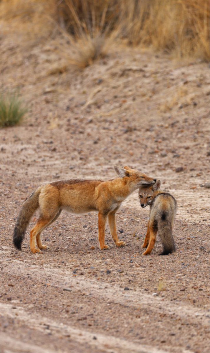 Celia Cintas tweet media