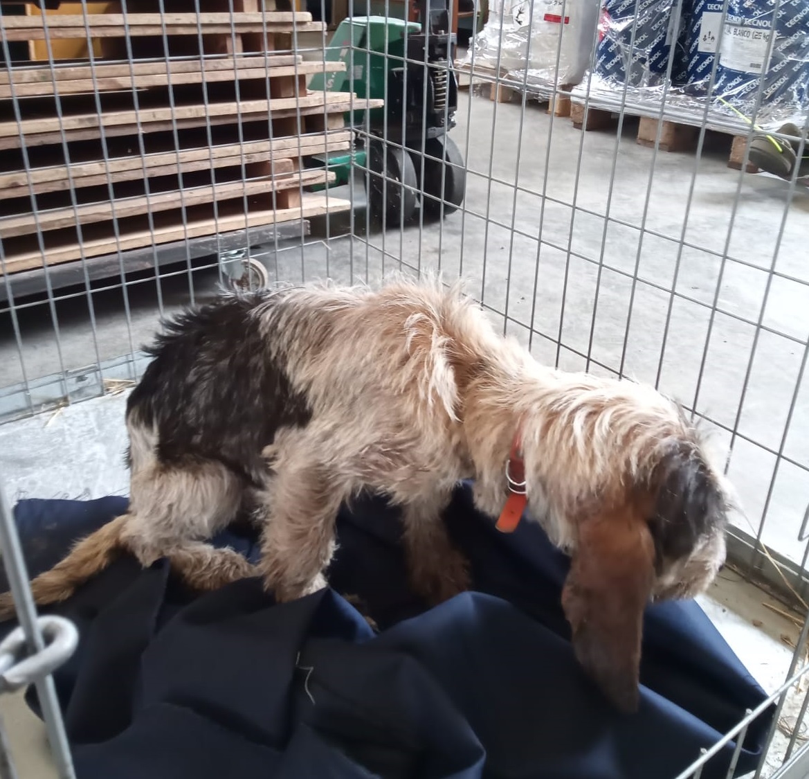 Atención!!! perro encontrado en la zona del Punto Limpio de Cabezón de la Sal.

Más información: Hector Velez, Concejal de  Medio Ambiente, Ganadería y Desarrollo Rural.