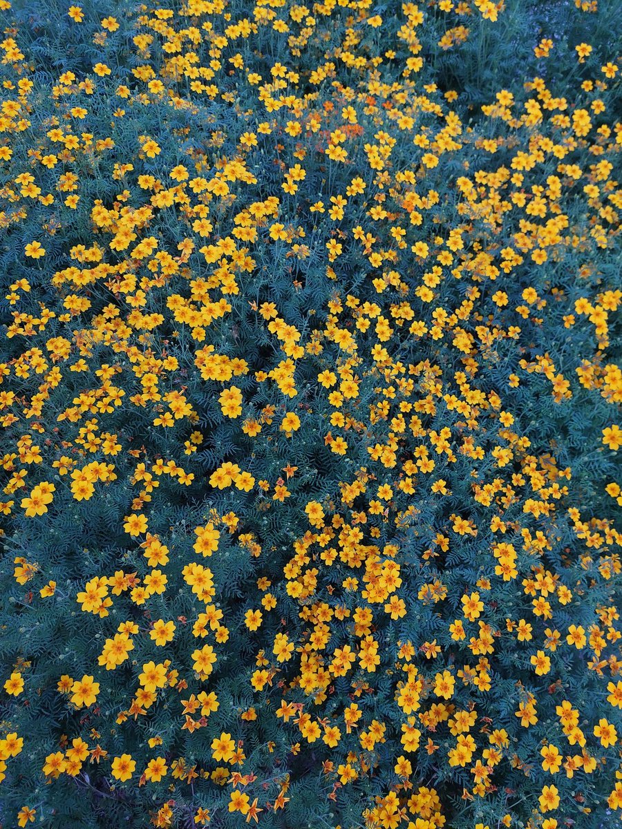 그리움을
너무많이 가슴에 적었더니
이제 여백이없다.