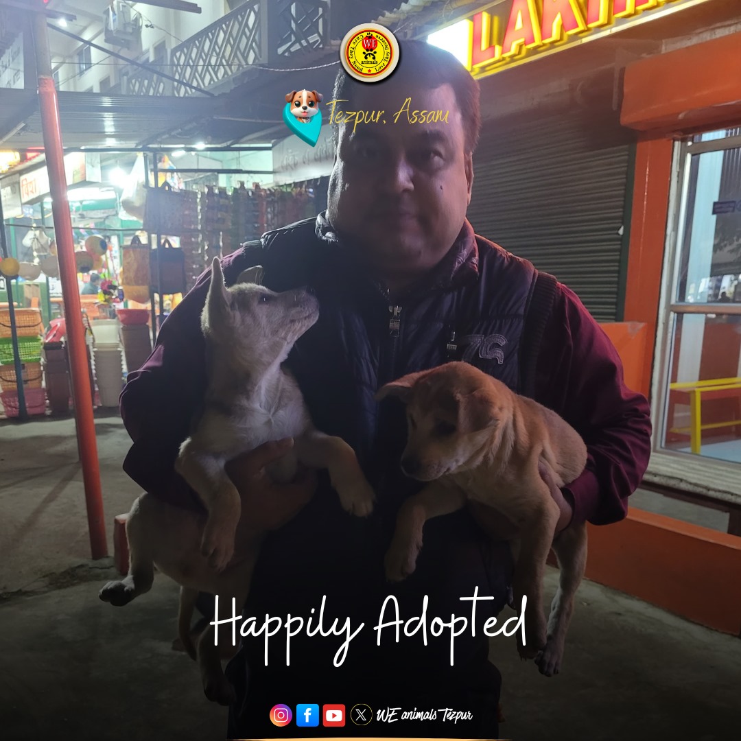 WEanimals2020's tweet photo. Thank you for adopting a desi pup! 🐶❤️ Our native breeds are strong, smart, and full of love. By choosing adoption, you've given them a second chance! So many desi dogs are waiting for homes—let’s give them the love they deserve. 

#AdoptDontShop  #WeAnimalsTezpur #weanimals https://t.co/2KmMtlSL9H