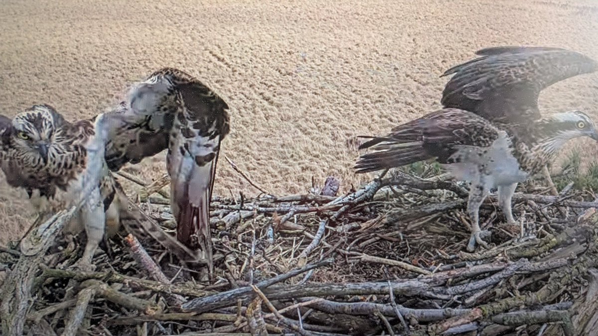 Richard du Feu tweet media